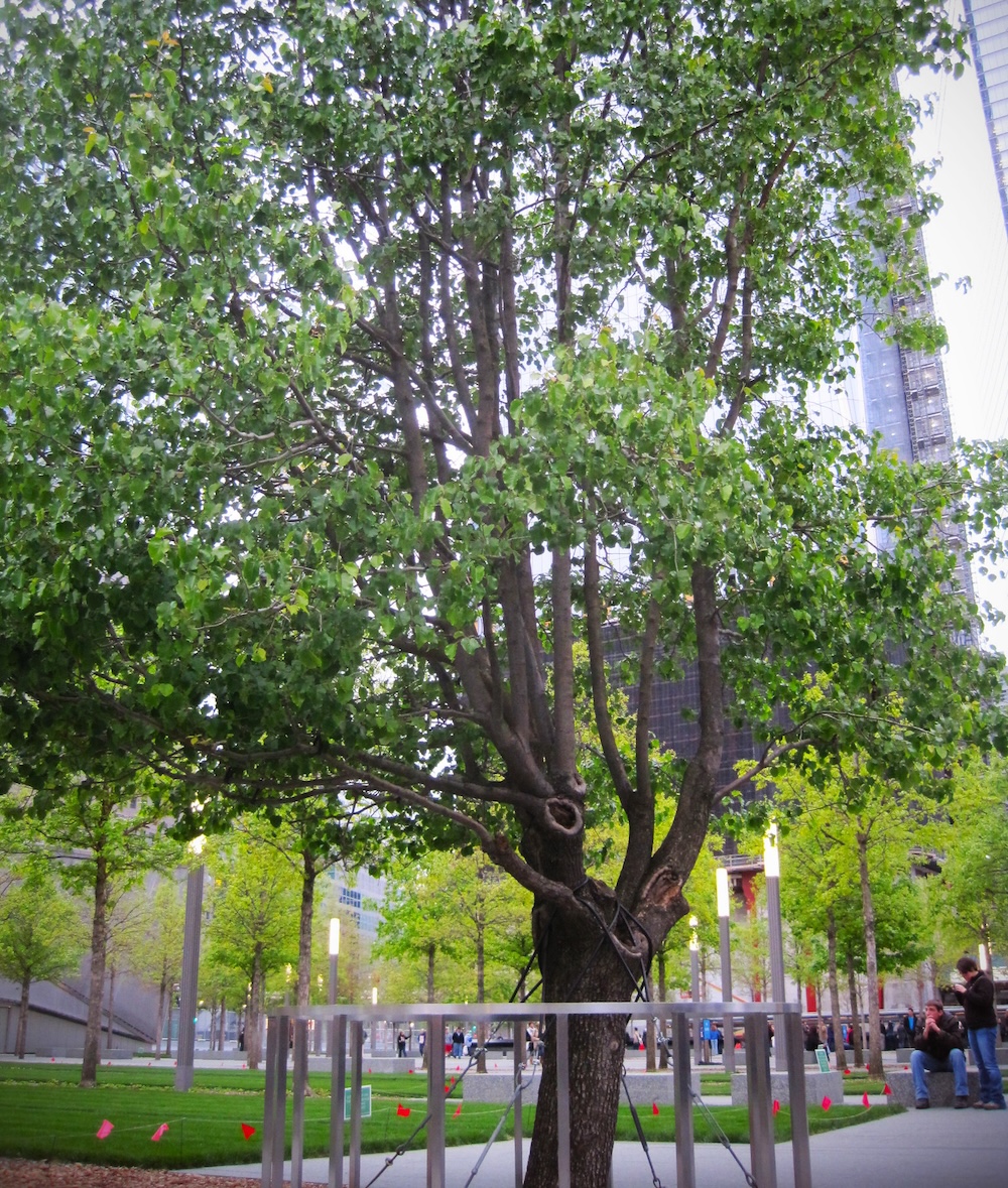 Survivor Tree at the 9/11 Memorial