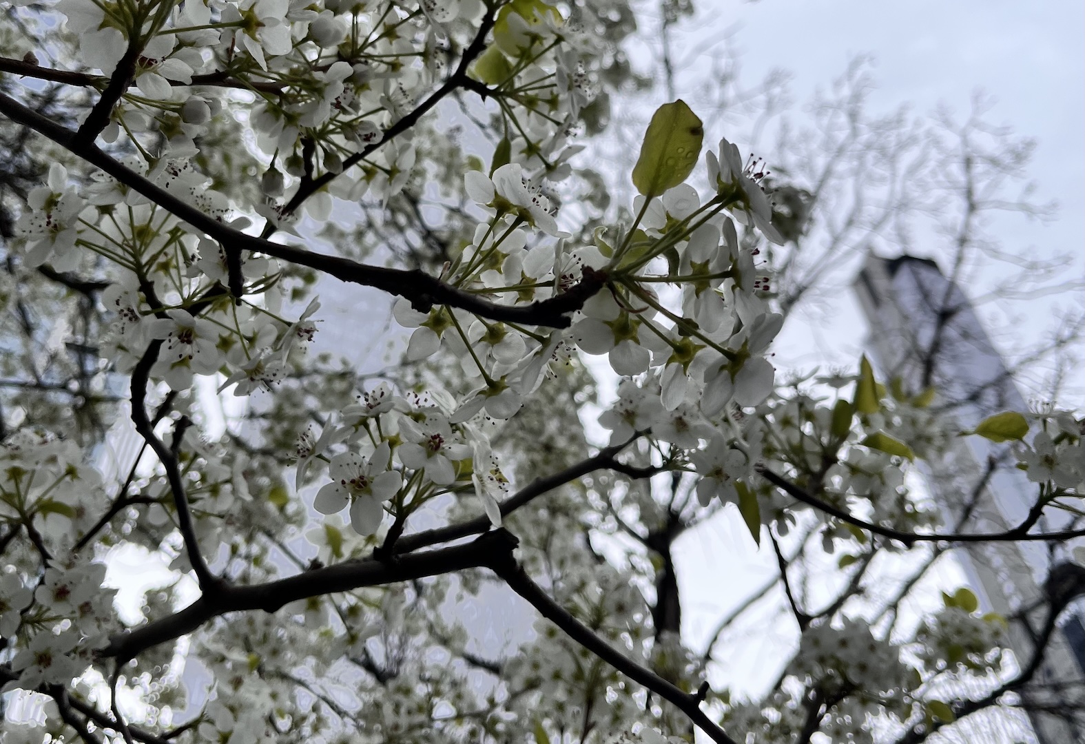 Close up of blooming Survivor Tree