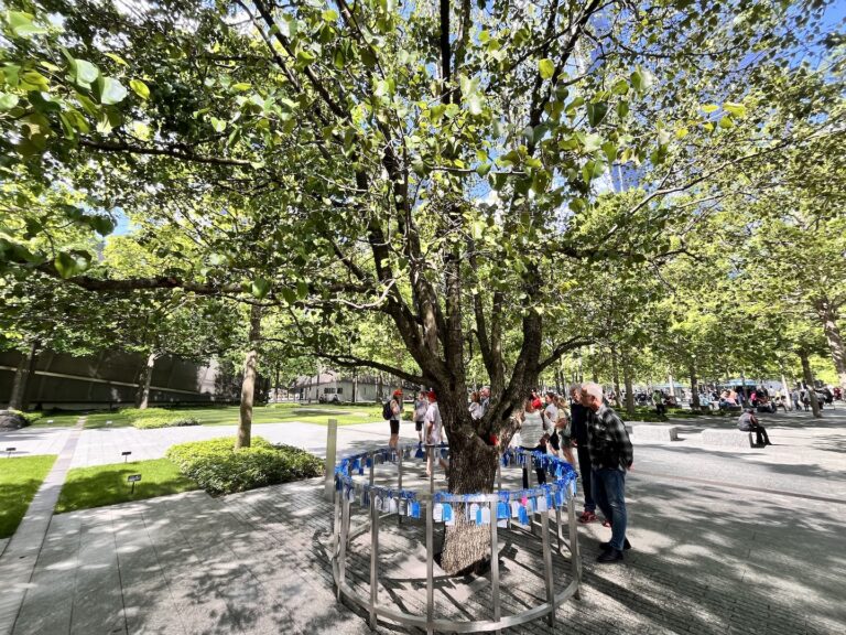 Survivor Tree in NYC