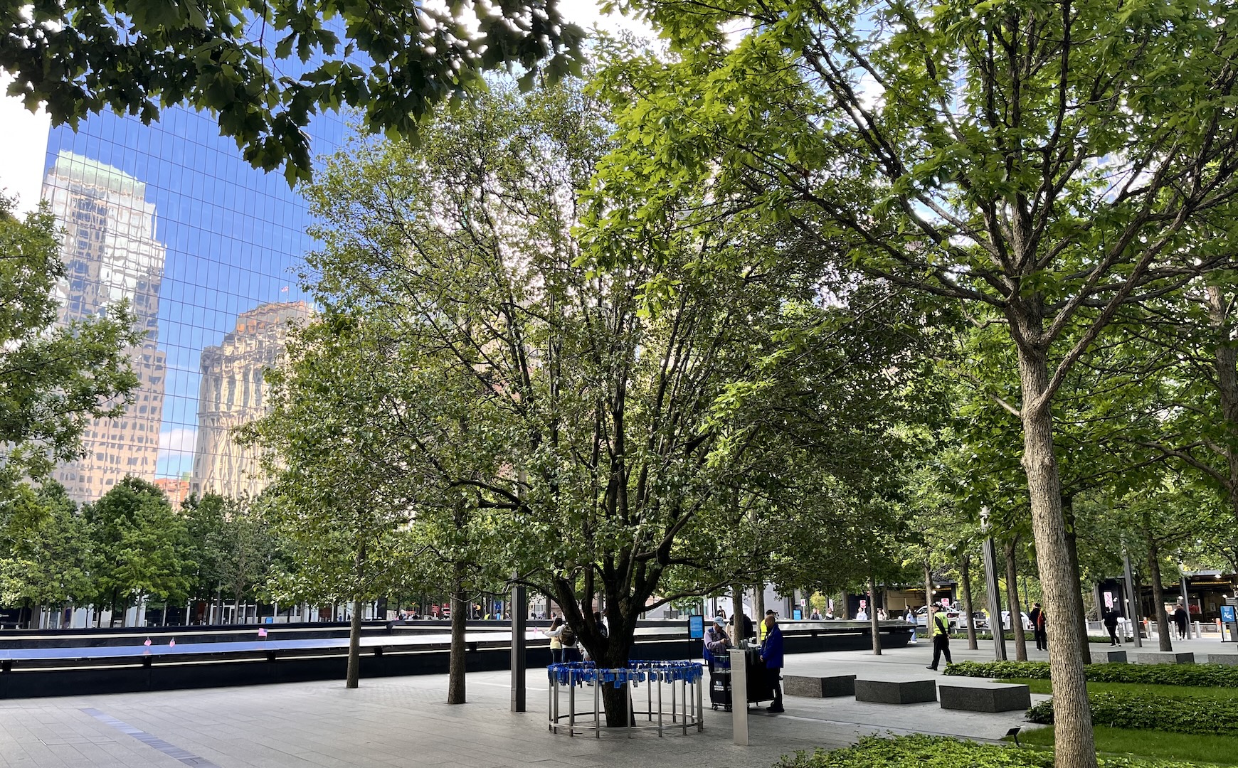 Wide shot of Survivor Tree in New York City