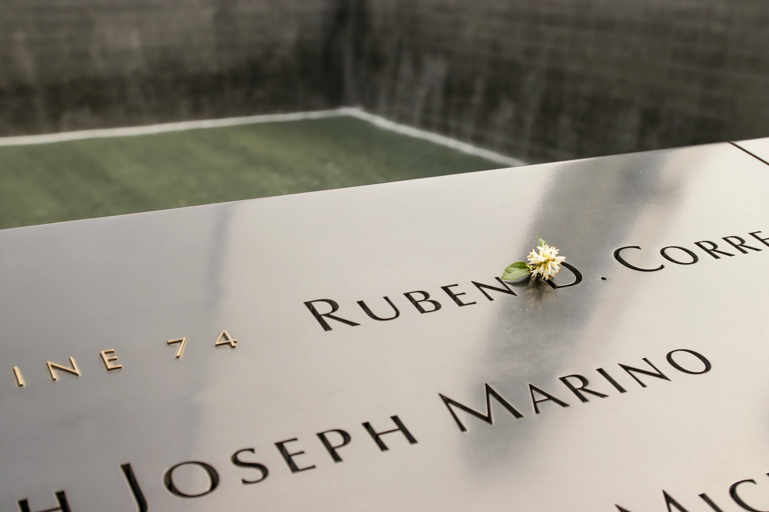 Close up of rose on 9/11 Memorial Pools in NYC